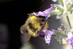 fat Hummel Flower