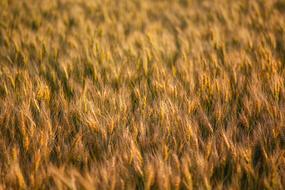 excellent Grain Cornfield