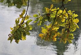 Sprig Yellow Foliage and river