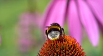 Black and yellow hummel on the colorful flowers