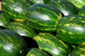 harvest of elongated watermelons