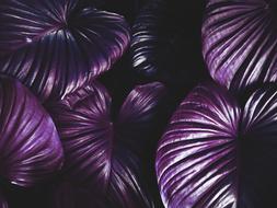 purple leaves as food