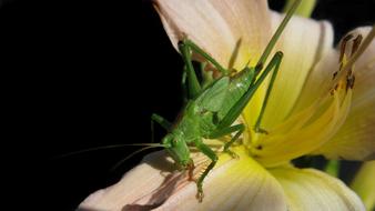 Tettigonia Viridissima green