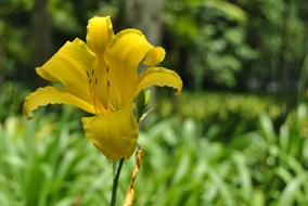 lonely yellow lily on a background of green grass