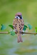 perched cute sparrow