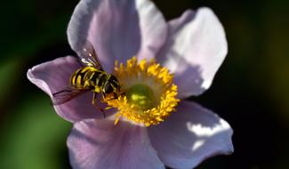 Hoverfly Anemone flower