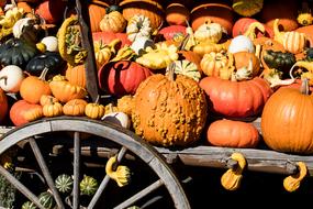 orange Pumpkins Decoration Autumn