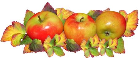 Fruit Apples drawing