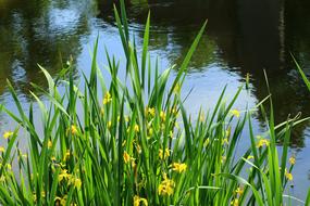 yellow irises on the lake