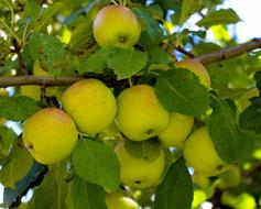 harvest of green apples on a tree branch in Colorado