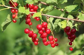 closeup view of perfect Red Currant berries