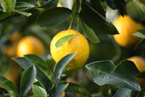 Agriculture Lemon