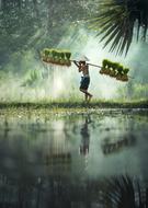man with rice plants near the lake