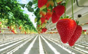 Strawberries farm
