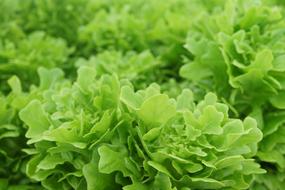 green vegetables grow in the garden