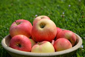 ripe apples in a bowl on green grass