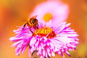 Bee Miodna Insect pink flower