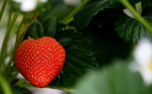 beautiful Strawberry plant with ripe berry