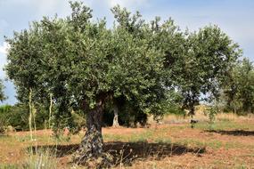 goodly Olive Tree Field, sicily