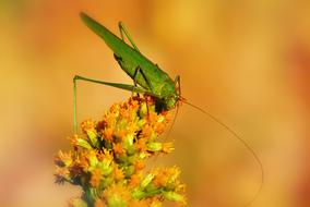 female grasshopper on yellow inflorescence