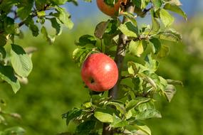 red Apple Fruit Fresh