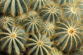 Cacti, top view, Parodia Magnifica