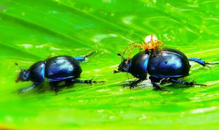 closeup view of tiny spider on the black forest beetle