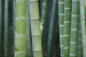 perfect Bamboo Forest Trunks