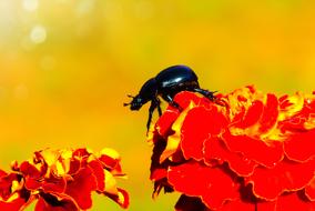 Forest Beetle red flowers on red flowers close-up on a blurred background