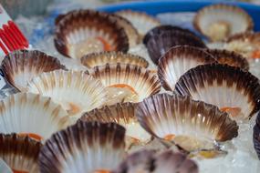 mollusks on ice in the market