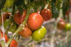appetizing Tomatoes Fresh