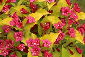 Krzewuszka as a Ornamental pink flower