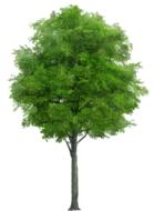 Tree one green on white background