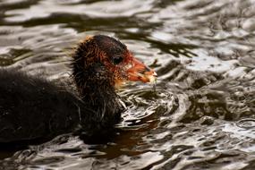 Chicks water