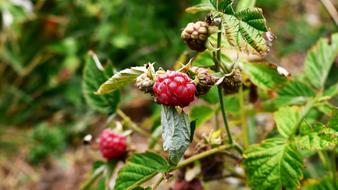 wild raspberry