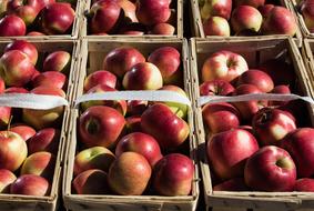 Apple Red Fruits