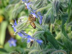bee is sitting on a borage flower