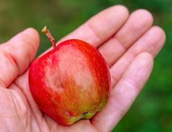 an apple lies on a man's hand