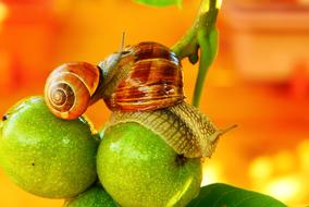 family of snails is creeping on green apples
