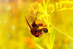european hornet caught a bee on a flower