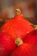 goodly Pumpkin Hokkaido