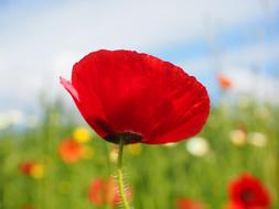 blooming red poppy close-up on a blurred background