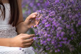 child girl touching blooming Lavender