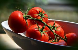Tomatoes Trusses Bush red
