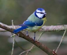 blue tit on a branch in winter