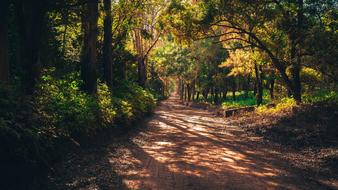 Forest Road at sunlight