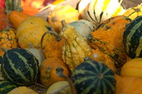 assortment of pumpkins