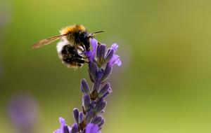 World Flower and bee