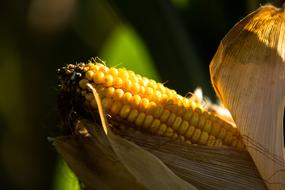 macro photo of an ear of corn on the field