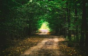 forest path among dense green thickets